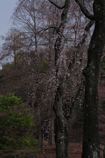 しだれ桜１