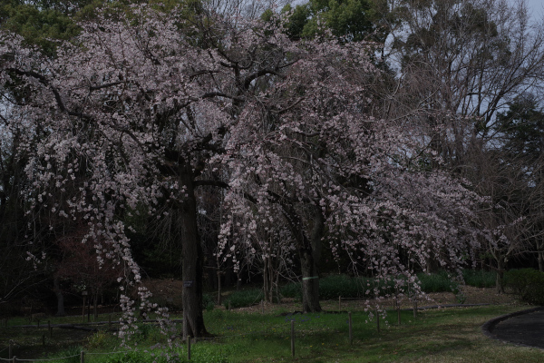 しだれ桜２